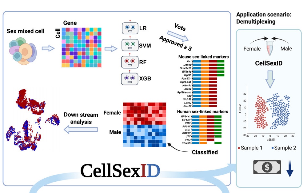 CellSexID teaser